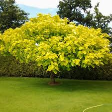 Tree Nursery