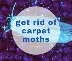 how to get rid of carpet moths