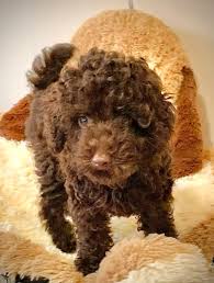 gorgeous tiny toy poodle puppies one