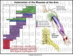 Spinal Muscle Innervation Google Search Musculoskeletal