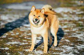 Check out the price predictions. Japanese Shiba Inu Dog Breed Facts Highlights Buying Advice Pets4homes