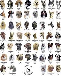 There Are All Of The Mixes Of Breeds Combining Looks And
