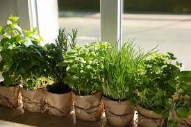 Herbs That You Can Grow Indoors