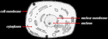 biological basis of heredity glossary