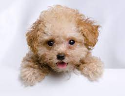 poodle puppy images browse 74 824