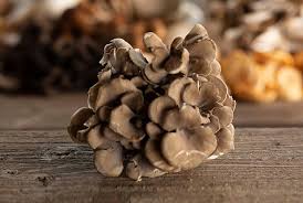 Fresh Maitake Mushrooms | Forest to Fork