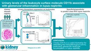 urinary levels of the leukocyte surface
