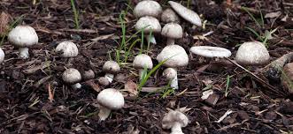 why and how mushrooms grow in gardens
