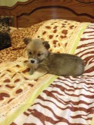 Puppyfinder.com is your source for finding an ideal puppy for sale near roanoke, virginia, usa area. Long Haired Corgi For Sale Virginia