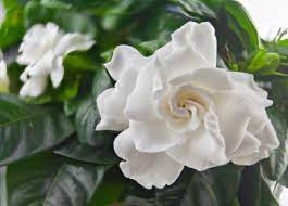 Indoor Gardenia Care Tips Gardenia