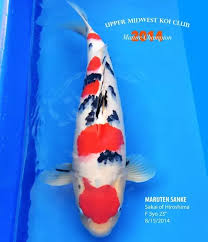 Why Are Koi Fish Expensive To Buy And Keep In Captivity Quora