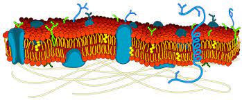 cell membranes membrane transport