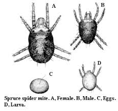 Spruce Spider Mite