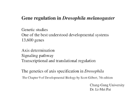 ppt gene regulation in drosophila melanogaster genetic studies genes axis determination signaling pathway transcriptional and translational regulation the genetics of axis specification in drosophila the chapter 9