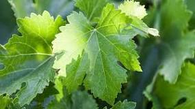 are-grape-leaves-good-for-diabetics