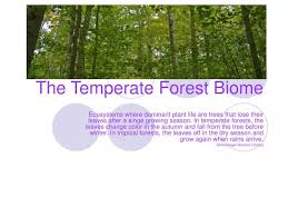 ppt the rate forest biome