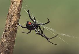 black widow and recluses avoiding