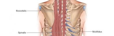 This muscle assists in depression of the ribs. Grade Iv Joint Mobilization Thoracic Spine And Rib Cage Learn Muscles