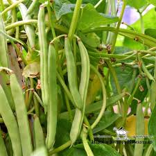how to grow green beans successfully in