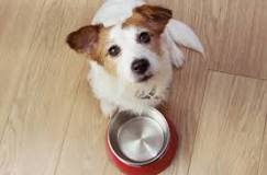 what-is-the-best-dog-food-recommended-by-vets