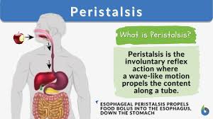 peristalsis definition and exles