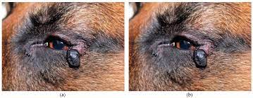 third eyelid tumours in dogs