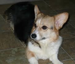 Welcome to crown corgi pembroke welsh corgi page, please have a look around there's lots of pictures & a lot of good information. Blackhills Corgis