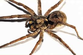 Get Rid Of Wolf Spiders