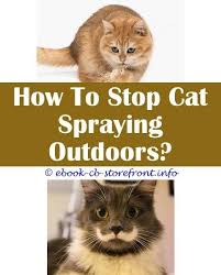 However, we should first clarify that spraying is done by both male and female cats, and those who have been spayed and. 5 Prodigious Tips Spray For Dry Cat Food Are Male Or Female Cats Less Likely To Spray Do Female Cats Stop Spraying After Being Spayed Cat Spraying No More De 8