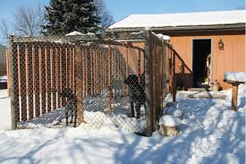 Diy Building The Perfect Dog Kennel