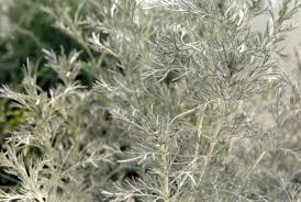 Artemisia vallesiaca - Wikipedia