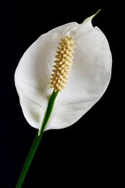 This large cultivar, which can grow up to two feet, causes irritation around the contacted area and will induce vomiting in animals if ingested. Are Peace Lilies Poisonous You Ll Be Shocked To Know Gardenerdy