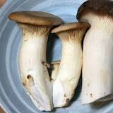 Do you eat the cap of king oyster mushrooms?
