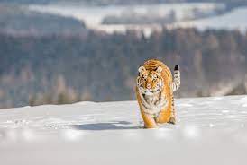 ロシア 虎