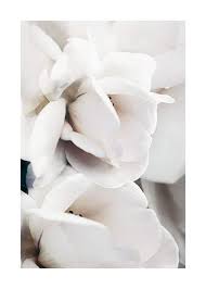 Un fiore bianco che sembra una rosa? Milky Rose No1 Poster Fiori Bianchi Desenio It