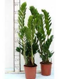 6+1 piante portafortuna che puoi mettere in casa. Zamioculcas Piante Da Interno Pianta Da Appartamento Arredamento Casa Vaso 15cm Ebay