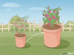How To Plant Flowers 13 Steps With