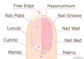 nail structure nailbees