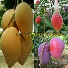 Untuk jenis mangga mahatir, berat buahnya bisa mencapai 4 kiloan, mangga varietas ini berasal dari negara malaysia. U Premium Paket Bibit Mangga Impor 3 Jenis Mangga Chokanan Mangga Irwin Mangga Yuwen O0 Shopee Indonesia