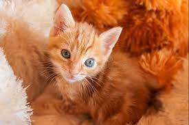 Adopt a kitten, save a life! 49 745 Orange Kitten Photos Free Royalty Free Stock Photos From Dreamstime