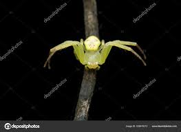 yellow gr crab spider ozyptila