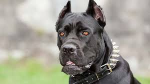 The cane corso is not an appropriate choice for an inexperienced dog owner. Cane Corso Native Breed Org