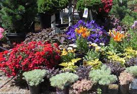 redwood falls nursery landscape