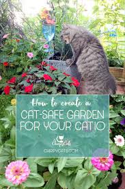 create a cat garden that you and your