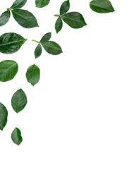 green leaves png images free