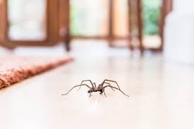 10 most common house spiders how to