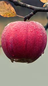 apple fruit hd wallpaper for android