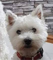 Puppies for adoption are regularly added to dogsblog.com. Westie Dogs Puppies Rehome Buy And Sell Preloved
