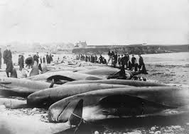 the norwegian whalers wildlife welfare