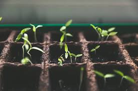 Starting Hydroponic Lettuce Seeds or Seedlings